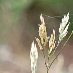 Agrostis capillaris at Beechworth, VIC - 3 Jan 2024 02:53 PM