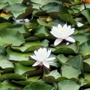 Nymphaea alba at Beechworth, VIC - 3 Jan 2024