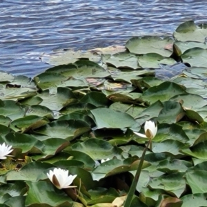 Nymphaea alba at Beechworth, VIC - 3 Jan 2024 02:52 PM