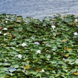 Nymphaea alba at Beechworth, VIC - 3 Jan 2024 02:52 PM