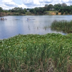 Nymphaea alba at Beechworth, VIC - 3 Jan 2024