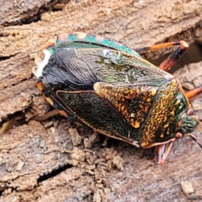 Unidentified Shield, Stink or Jewel Bug (Pentatomoidea) at Beechworth, VIC - 3 Jan 2024 by trevorpreston