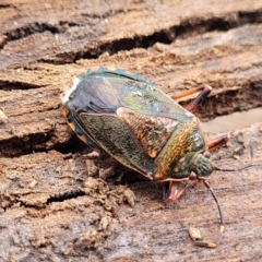Notius depressus at Beechworth, VIC - 3 Jan 2024 02:50 PM