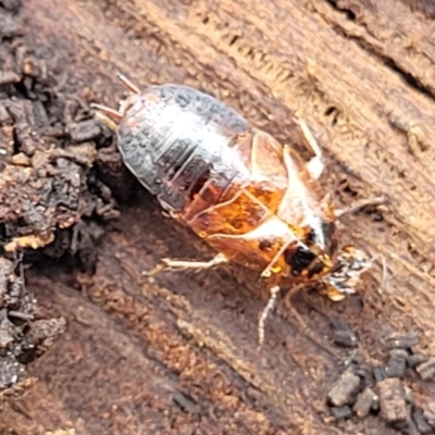 Unidentified Cockroach (Blattodea, several families) at Beechworth, VIC - 3 Jan 2024 by trevorpreston