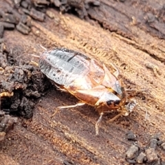 Blattodea (order) at Beechworth, VIC - 3 Jan 2024 02:49 PM