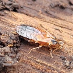 Blattodea (order) at Beechworth, VIC - 3 Jan 2024 02:49 PM