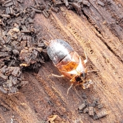 Blattodea (order) at Beechworth, VIC - 3 Jan 2024 02:49 PM
