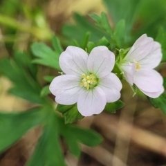 Geranium sp. Pleated sepals (D.E.Albrecht 4707) Vic. Herbarium at Beechworth, VIC - 3 Jan 2024 by trevorpreston