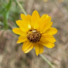 Xerochrysum viscosum (Sticky Everlasting) at Beechworth, VIC - 3 Jan 2024 by trevorpreston