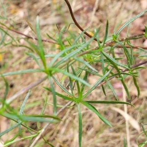 Xerochrysum viscosum at Beechworth, VIC - 3 Jan 2024 02:45 PM