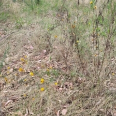 Xerochrysum viscosum at Beechworth, VIC - 3 Jan 2024 02:45 PM