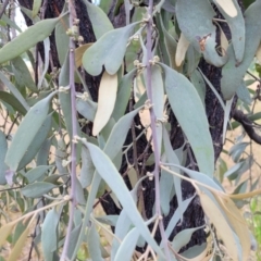 Amyema quandang var. quandang (Grey Mistletoe) at Beechworth, VIC - 3 Jan 2024 by trevorpreston