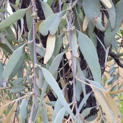 Amyema quandang var. quandang (Grey Mistletoe) at Beechworth, VIC - 3 Jan 2024 by trevorpreston