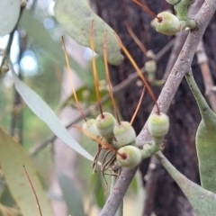 Amyema quandang var. quandang at Beechworth, VIC - 3 Jan 2024