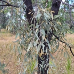 Amyema quandang var. quandang at Beechworth, VIC - 3 Jan 2024 02:44 PM