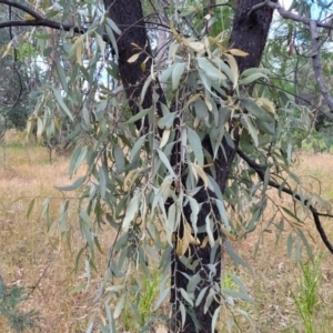 Amyema quandang var. quandang at Beechworth, VIC - 3 Jan 2024