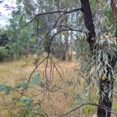 Amyema quandang var. quandang at Beechworth, VIC - 3 Jan 2024 02:44 PM