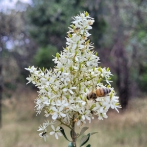 Bursaria spinosa at Beechworth, VIC - 3 Jan 2024