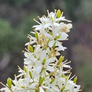 Bursaria spinosa at Beechworth, VIC - 3 Jan 2024