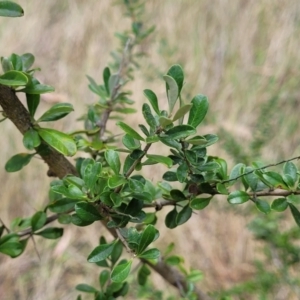 Bursaria spinosa at Beechworth, VIC - 3 Jan 2024