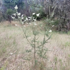 Bursaria spinosa at Beechworth, VIC - 3 Jan 2024 02:42 PM