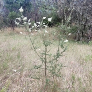 Bursaria spinosa at Beechworth, VIC - 3 Jan 2024 02:42 PM