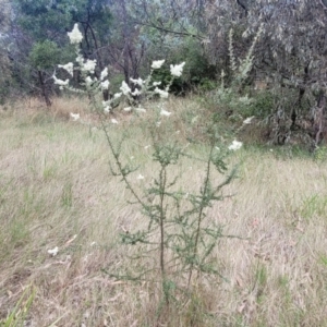 Bursaria spinosa at Beechworth, VIC - 3 Jan 2024