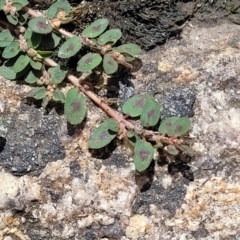 Euphorbia maculata (Eyebane) at Beechworth, VIC - 3 Jan 2024 by trevorpreston