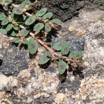 Euphorbia maculata (Eyebane) at Beechworth, VIC - 3 Jan 2024 by trevorpreston