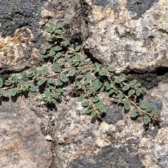 Euphorbia maculata at Beechworth, VIC - 3 Jan 2024