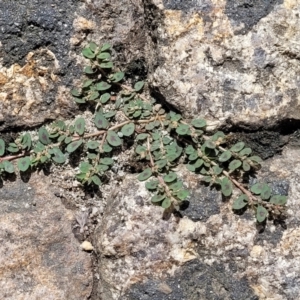 Euphorbia maculata at Beechworth, VIC - 3 Jan 2024 02:13 PM