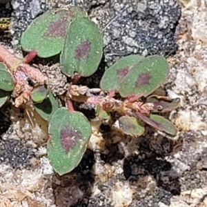 Euphorbia maculata at Beechworth, VIC - 3 Jan 2024