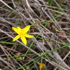 Tricoryne elatior (Yellow Rush Lily) at The Pinnacle - 31 Dec 2023 by sangio7