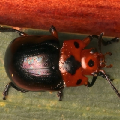 Callidemum sp01 (Unidentified Leaf Beetle) at Rosedale, NSW - 27 Dec 2023 by jb2602