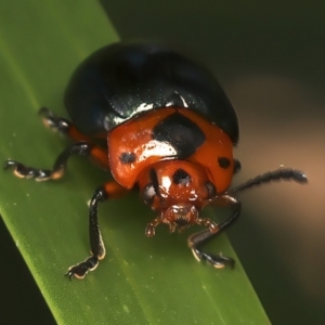 Calomela maculicollis at Rosedale, NSW - 27 Dec 2023