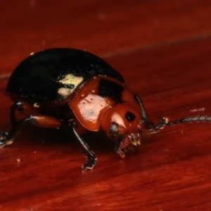 Calomela maculicollis at Rosedale, NSW - 27 Dec 2023