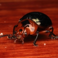 Calomela maculicollis at Rosedale, NSW - 27 Dec 2023