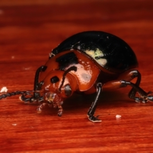 Calomela maculicollis at Rosedale, NSW - 27 Dec 2023