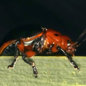 Calomela maculicollis at Rosedale, NSW - 27 Dec 2023 08:53 AM