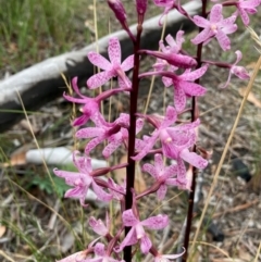 Dipodium roseum (Rosy Hyacinth Orchid) at Gungaderra Grasslands - 31 Dec 2023 by Rosie