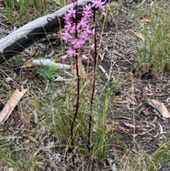 Dipodium roseum at Gungaderra Grasslands - suppressed