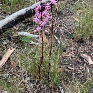 Dipodium roseum at Gungaderra Grasslands - suppressed