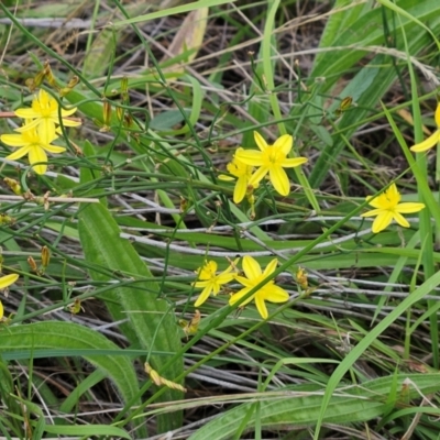 Tricoryne elatior (Yellow Rush Lily) at Weetangera, ACT - 31 Dec 2023 by sangio7