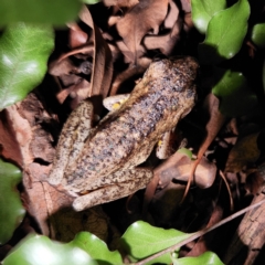 Litoria peronii (Peron's Tree Frog, Emerald Spotted Tree Frog) at Macquarie, ACT - 23 Dec 2023 by NathanaelC