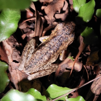 Litoria peronii (Peron's Tree Frog, Emerald Spotted Tree Frog) at Macquarie, ACT - 23 Dec 2023 by NathanaelC