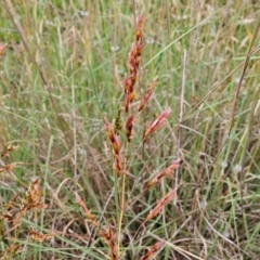 Sorghum leiocladum (Wild Sorghum) at The Pinnacle - 31 Dec 2023 by sangio7