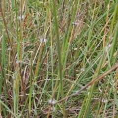 Sorghum leiocladum at The Pinnacle - 1 Jan 2024