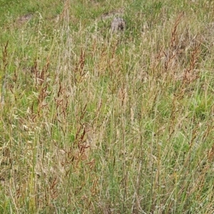 Sorghum leiocladum at The Pinnacle - 1 Jan 2024