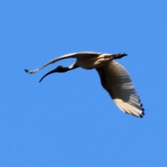 Threskiornis molucca (Australian White Ibis) at Huon Creek, VIC - 2 Jan 2024 by KylieWaldon