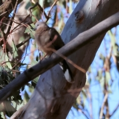 Spilopelia chinensis (Spotted Dove) at Wodonga - 3 Jan 2024 by KylieWaldon